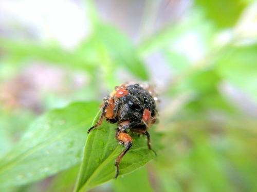 Our yard is currently swarming with dozens of freshly emerged cicada because we’re the only ones who