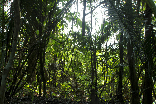 alex-j-hughes: Through the jungle - Belize.