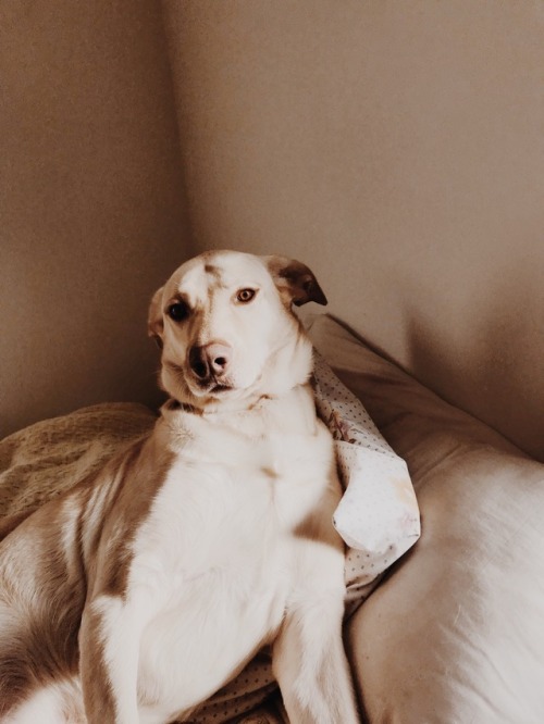 melancholygirlzclub: my dog on a Saturday afternoon:a series