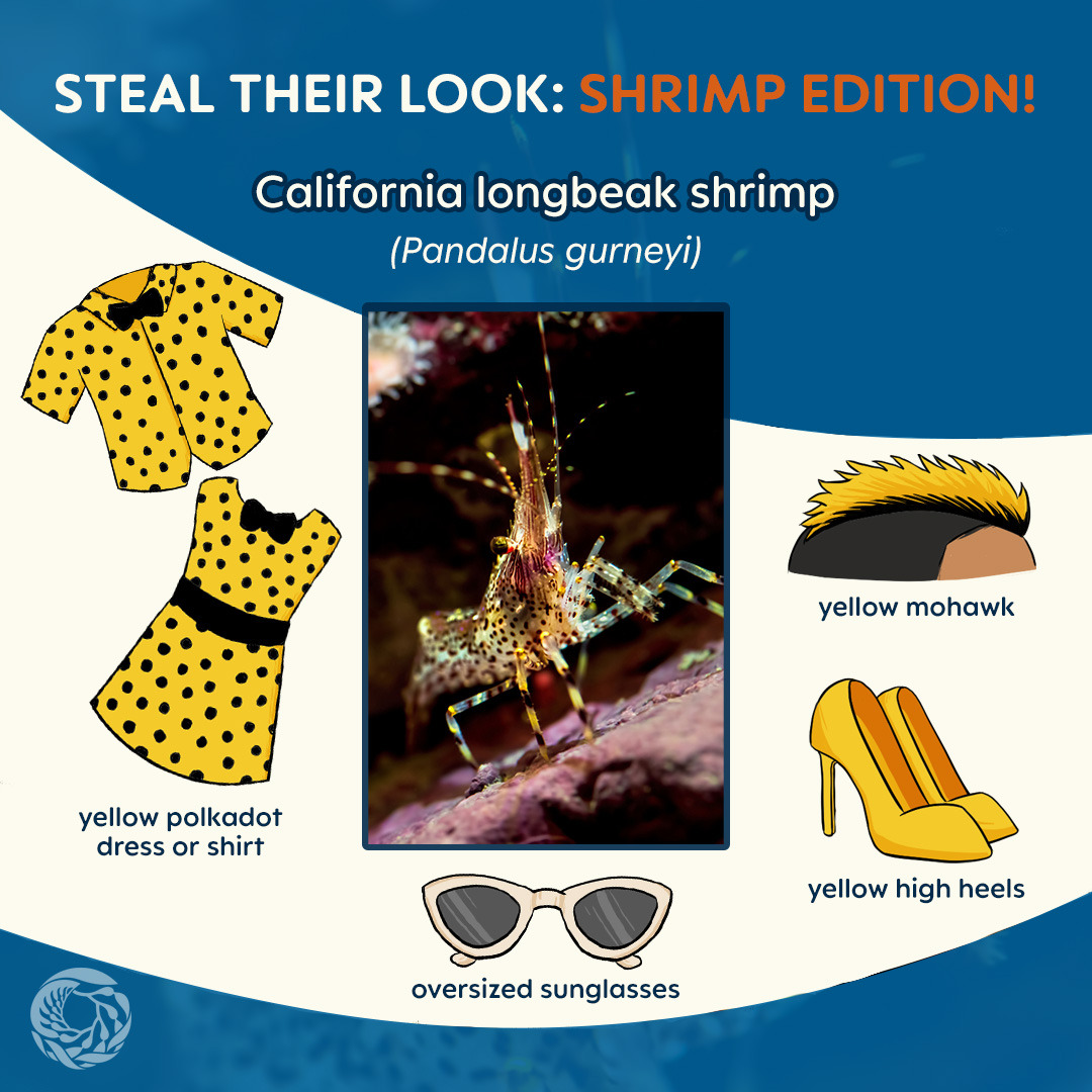 An image titled “steal their look: shrimp edition” displays a photo of a California longbeak shrimp (Pandalus gurneyi). The shrimp stands on a slanted rock, looking up with their colorful yellow and black polkadot color pigmentation. Their vibrant colors stands out against the dark shadow of the cave in the background. Illustrated assets surrounding the photo in the center provide recommendations on how to look like this shrimp. The suggested items are: a yellow polkadot dress or shirt, yellow high heels, oversized sunglasses, and a yellow mohawk. On the lower left corner of the image, the Monterey Bay Aquarium logo is positioned as a watermark.