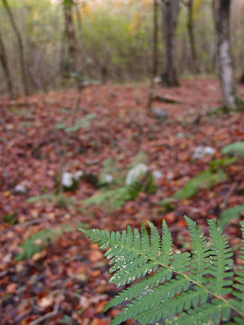 Fern