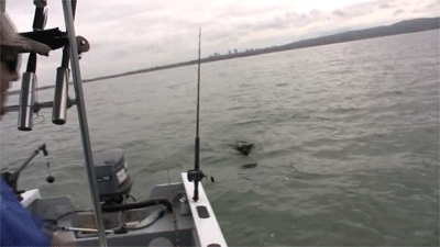 onlylolgifs:  German Shepherd gets too excited and jumps off boat towards dolphins