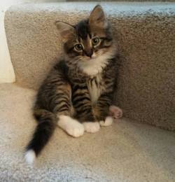 awwww-cute:  I wanted a kitten. So did my