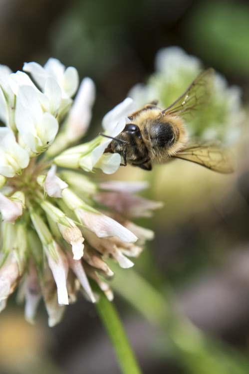 pragmaculture:Honeybee on white clover (Trifolium repens) flowers. White clover is a great perennial