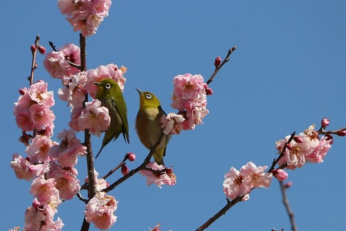 梅の花とメジロ Plumblossom and white-eye.