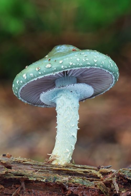 starlight-moon-witch:Blue Mushrooms 