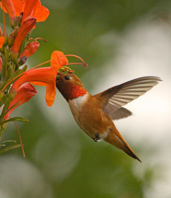 wingedjewels:  RUFOUS by sea25bill on Flickr.