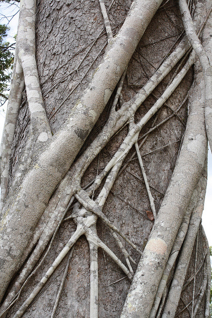 Strangler Fig on Flickr.