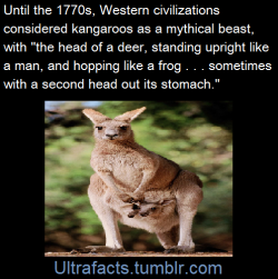 ultrafacts:  This description of the kangaroo