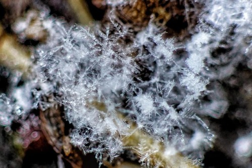 Just a cluster snowflake . Taken with 65mm extension tube with a Opteka 85mm f/1.8 lens and canon mo