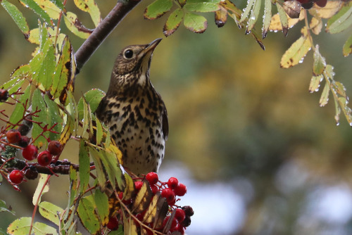 michaelnordeman:I’m not sure if this is a Mistle thrush/dubbeltrast or a Song thrush/taltrast.