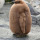 This urn will turn you into a tree after you die