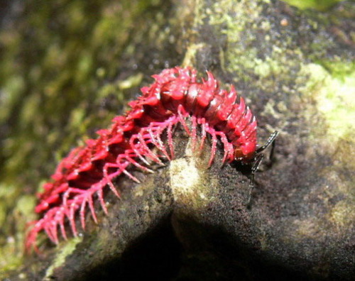 explosionsoflife:The shocking pink dragon millipede (Desmoxytes purpurosea) was initially described 