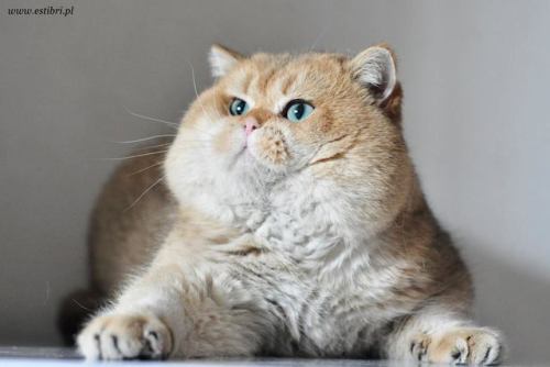 scottishstraight: Handsome chubby cat! © “EstiBri PL” cattery @foolishandfurious We