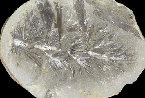 fossilera:3.1&quot; Annularia Fern Fossil (Pos/Neg) - Mazon CreekThis is a nicely defined fossil fro