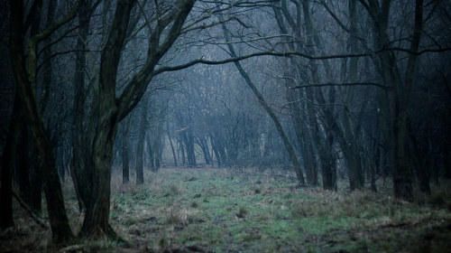 Forest, Biatorbágy by photolandhu on Flickr.