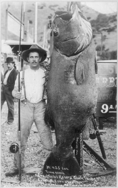 vintagesportspictures: Edward Llewellen and his 425 lbs black sea bass (1903)