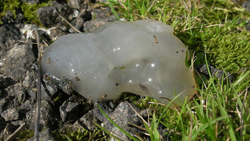 Nicknamed “star jelly”, these gelatinous blobs of goo have been reported falling fr