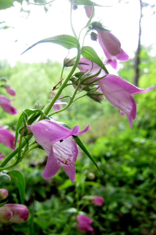 June 2015 - Penstemon ‘Red Ruby’This plant is supposedly not hardy here. The first winter I dragged 