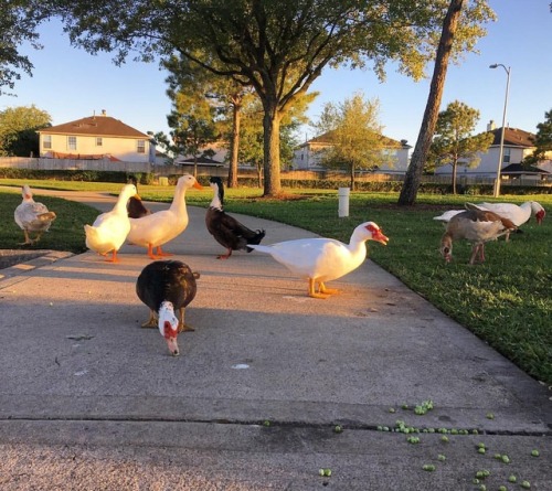 Made some birbfriends tonight. #mallardduck #muscovyduck #egyptiangoose #birbfriendhttps://www.ins