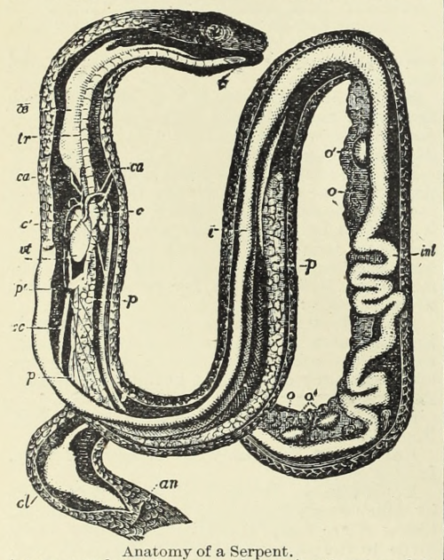 nemfrog:Anatomy of a serpent. Rand, McNally & co.’s encyclopedia and gazetteer. 1889.Internet Ar