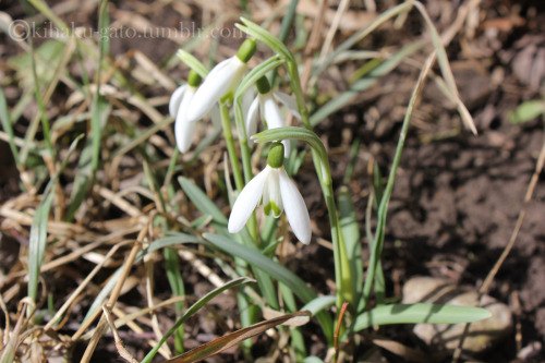 kihaku-gato: Opened Snowdrops (Galanthus sp.) popping all over the gardens. I took so many photos of