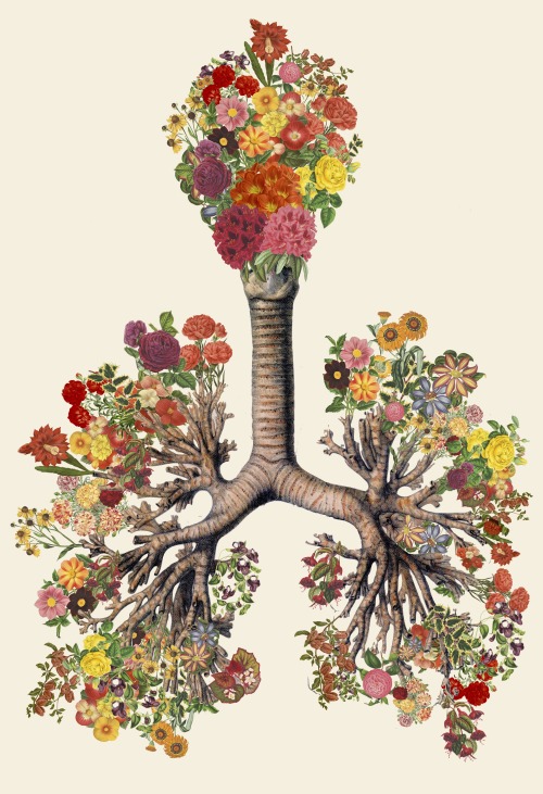 bedelgeuse:  “just breathe” anatomical lungs collage by bedelgeuse 