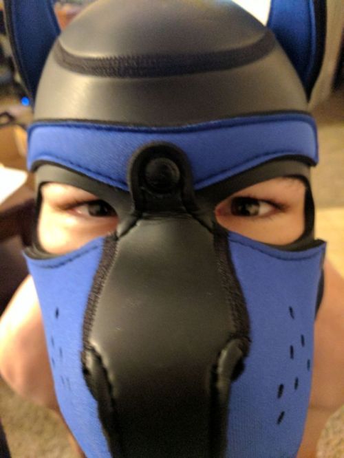 otter-pup-the-pup:  I earned my first piece out of five from sir! My singlet!  AROOOOOOOOO!!!  Such a cute pup!