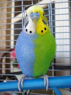 ginormouspotato:aeon-fux:sixpenceee:Rare Chimera Budgie BirdThe above is a chimera bird. A chimera a