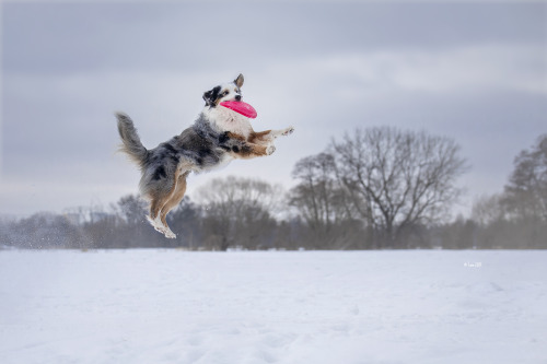 australianshepherd