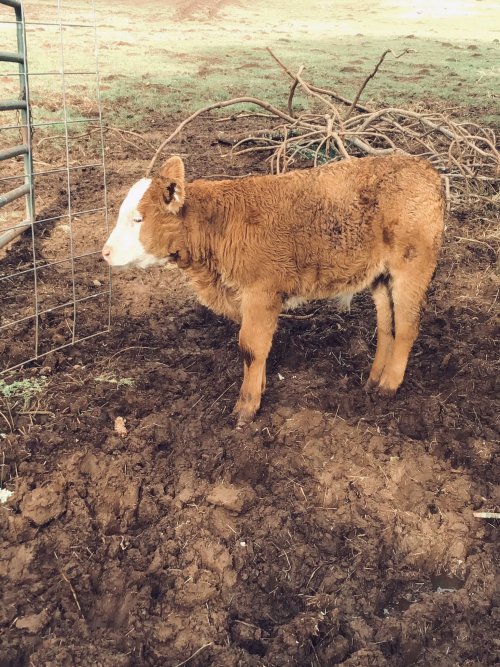 dillon came bouncing over to the corral with dinah and anita and then didn’t know what to do once he