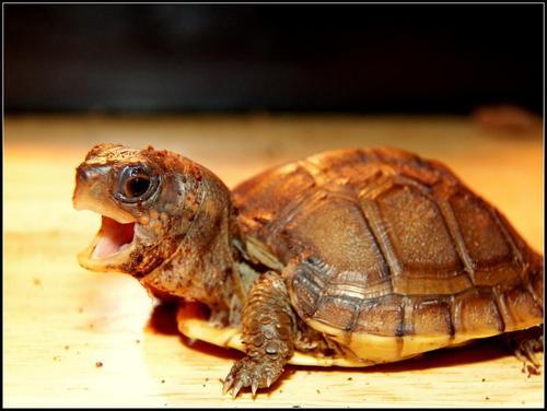 yoshikmw:  speaking of turtles though my adult photos