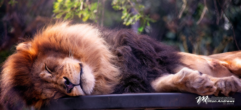 Prrrrr by Milton-Andrews