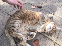 pureslime:  shrekyourself:   speedstump:   shrekyourself:  I love this cat even if he is so dirty he ruins my hand every time I pat him  That’s dusty dan you fool   Please do not tell me lies about my favourite neighbour. His name is on his collar: