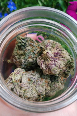 wetforjesus66: bakedlilbae:  Raspberry Kush