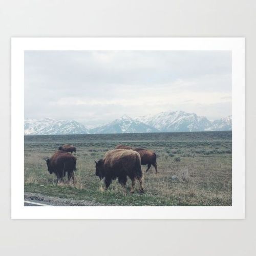 buffalo