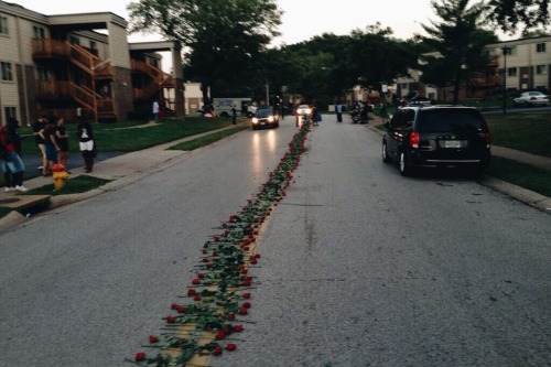 tlcinit: acidxirwin: bvsedjesus: A line of roses lines the street where Michael Brown was shot every