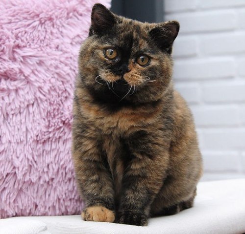 coolcatgroup: scottishstraight: Beautiful tortoiseshell cat :3© “Сrystal Flame” cat