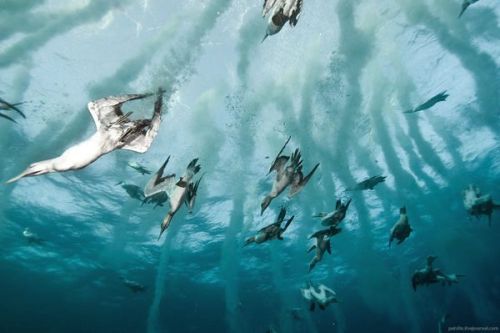 odditiesoflife:Amazing Dive Bombing BirdsOff the coast of South Africa, Cape Gannets spot their targ