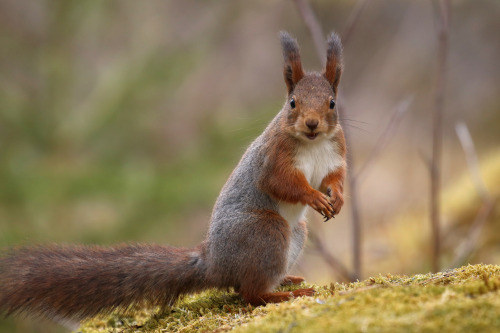 Red squirrel/ekorre. Värmland, Sweden (April 24, 2022). 