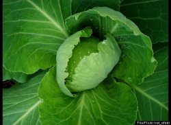 scienceyoucanlove:  Venomous cabbage Scientists have recently taken the gene that programs poison in scorpion tails and combined it with cabbage. Why would they want to createvenomous cabbage? To limit pesticide use while still preventing caterpillars