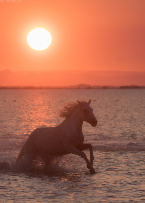 beautifulklicks:  White angels Camargue Daniel Korjonov Photos from my m of this year in the park Ca