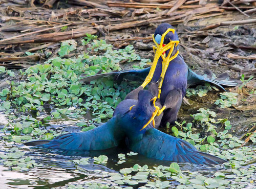 ridiculousbirdfaces:Purple Gallinule fight.