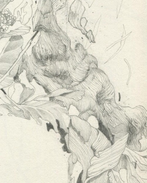 jameschleeart:05.86 dead leaf rhythm (no.2) (details)Graphite and charcoal on paper, 5″ x 8.25″, 201