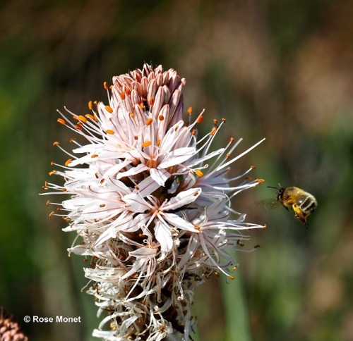 rosemonetphotos:Asphodelus arrondeauiAsphodèle d'Arrondeau,  bâton blanc d'Arrondeau 