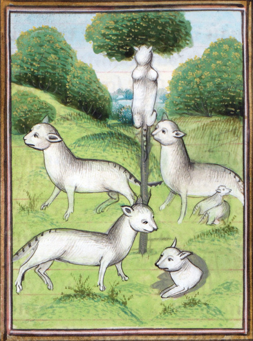 wild catsGaston Phébus, Le Livre de la chasse, Bruges ca. 1485Bibliothèque de Genève, Ms. fr. 169, f