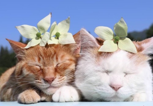 Kagoneko zen cats always make me smile ( ´ ᴗ ` )