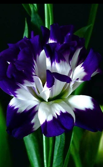 flowersgardenlove:  Beautiful…..OOOO I Beautiful gorgeous pretty flowers 