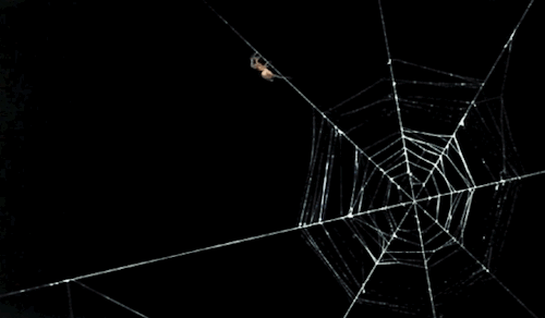 Getting Rid Of Insects In The Home The Green Witch Way