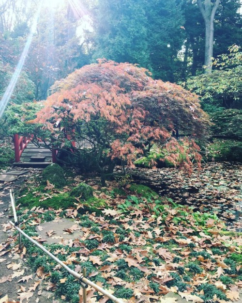 Japanese garden is a traditional kind of garden in Japan. The garden is made to be like a small land